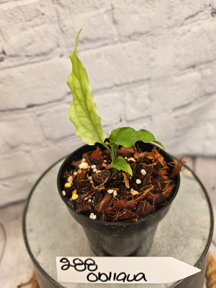 Monstera Obliqua Peru (3in)-288