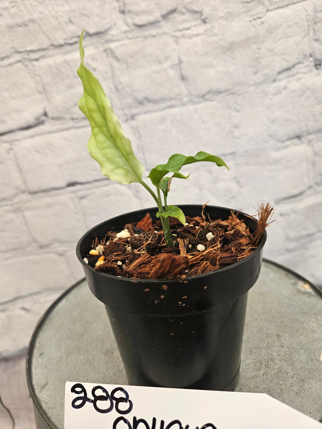 Monstera Obliqua Peru (3in)-288