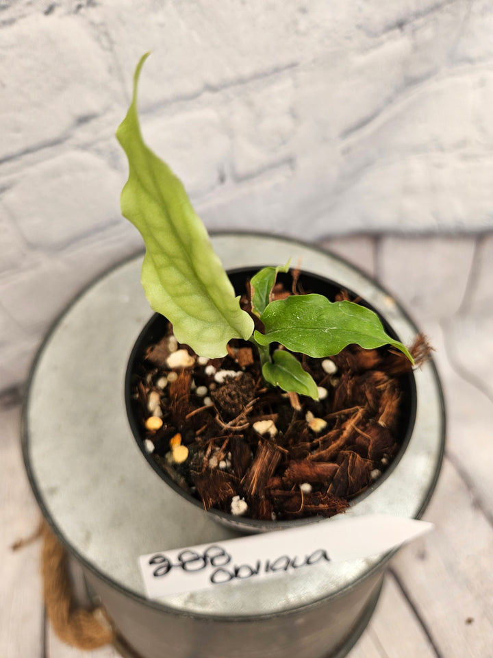 Monstera Obliqua Peru (3in)-288