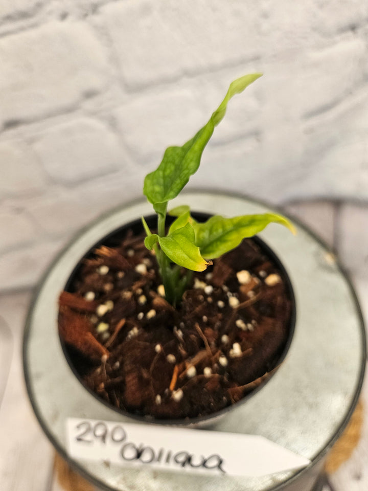 Monstera Obliqua Peru (3in)-290