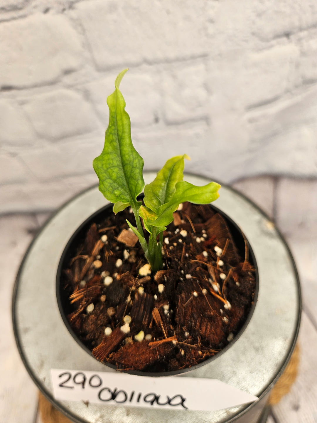 Monstera Obliqua Peru (3in)-290