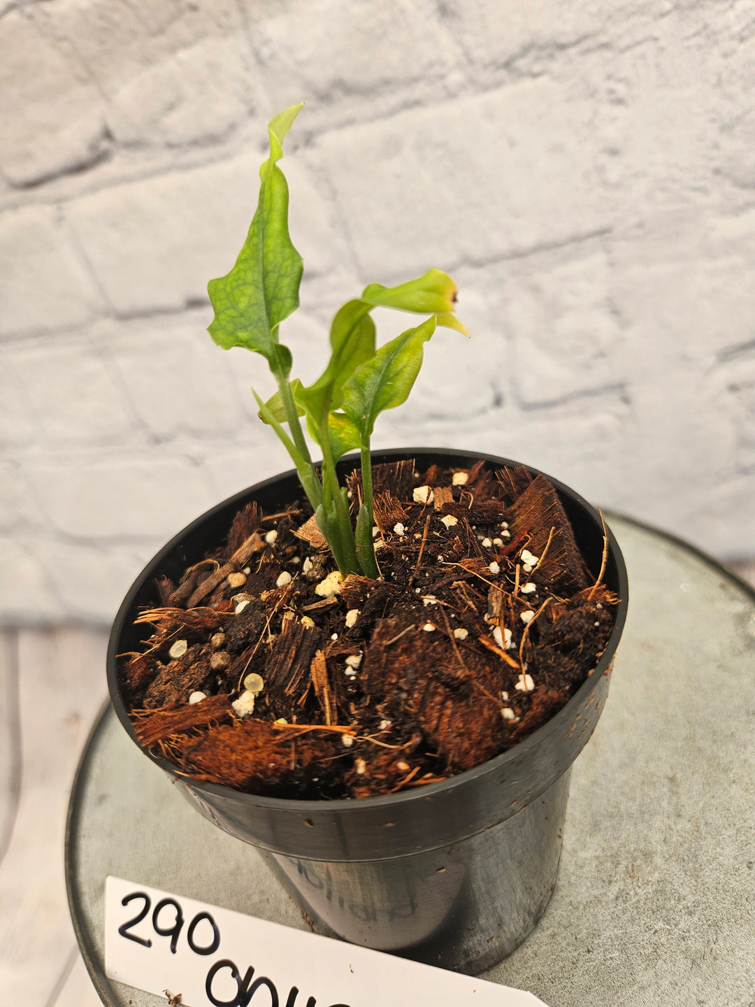 Monstera Obliqua Peru (3in)-290