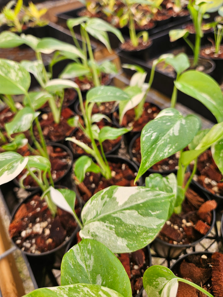 Monstera Albo (3in)-Growers Choice