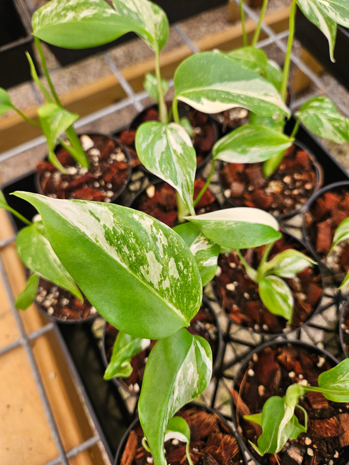 Monstera Albo (3in)-Growers Choice