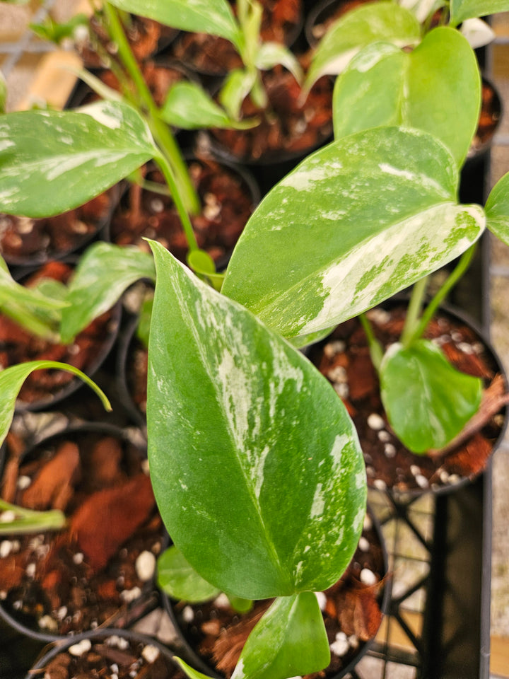 Monstera Albo (3in)-Growers Choice