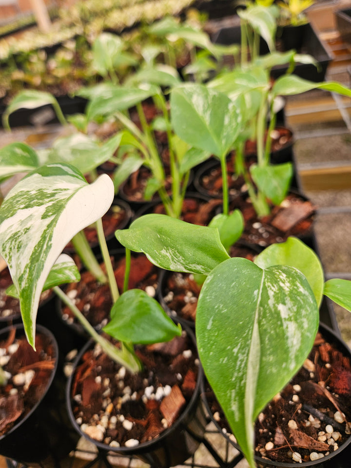 Monstera Albo (3in)-Growers Choice
