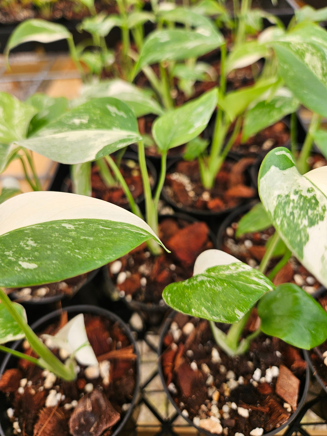 Monstera Albo (3in)-Growers Choice