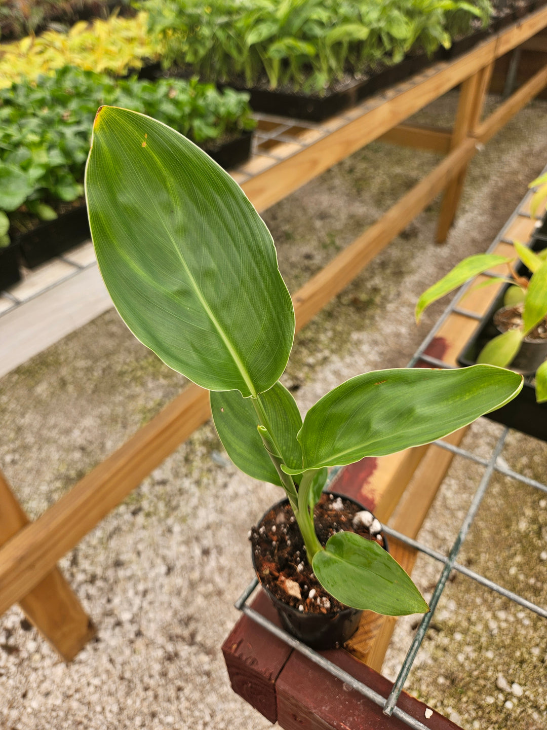 Orange Bird of Paradise