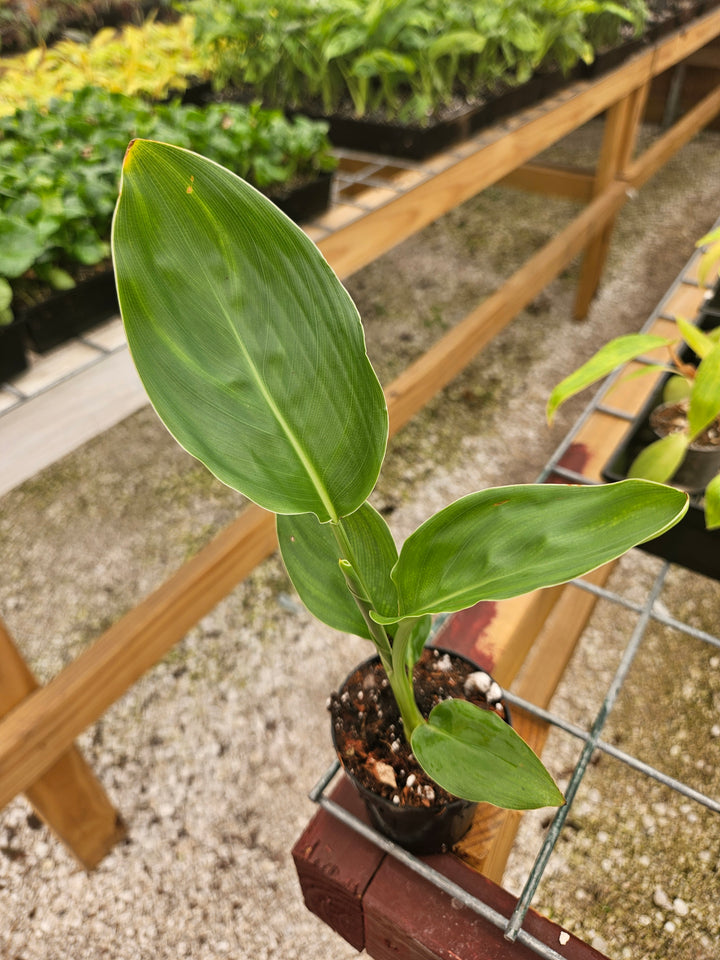 Orange Bird of Paradise