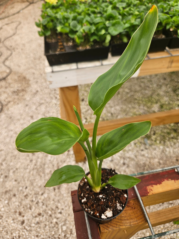 Orange Bird of Paradise