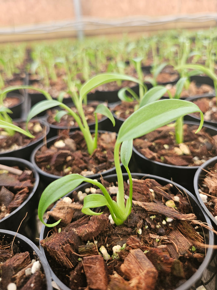 Monstera Burle Marx Flame (3in)- Grower's Choice