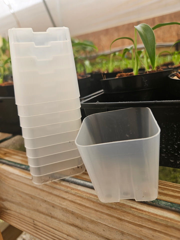 2 Inch Square Clear Pots- 10 pots