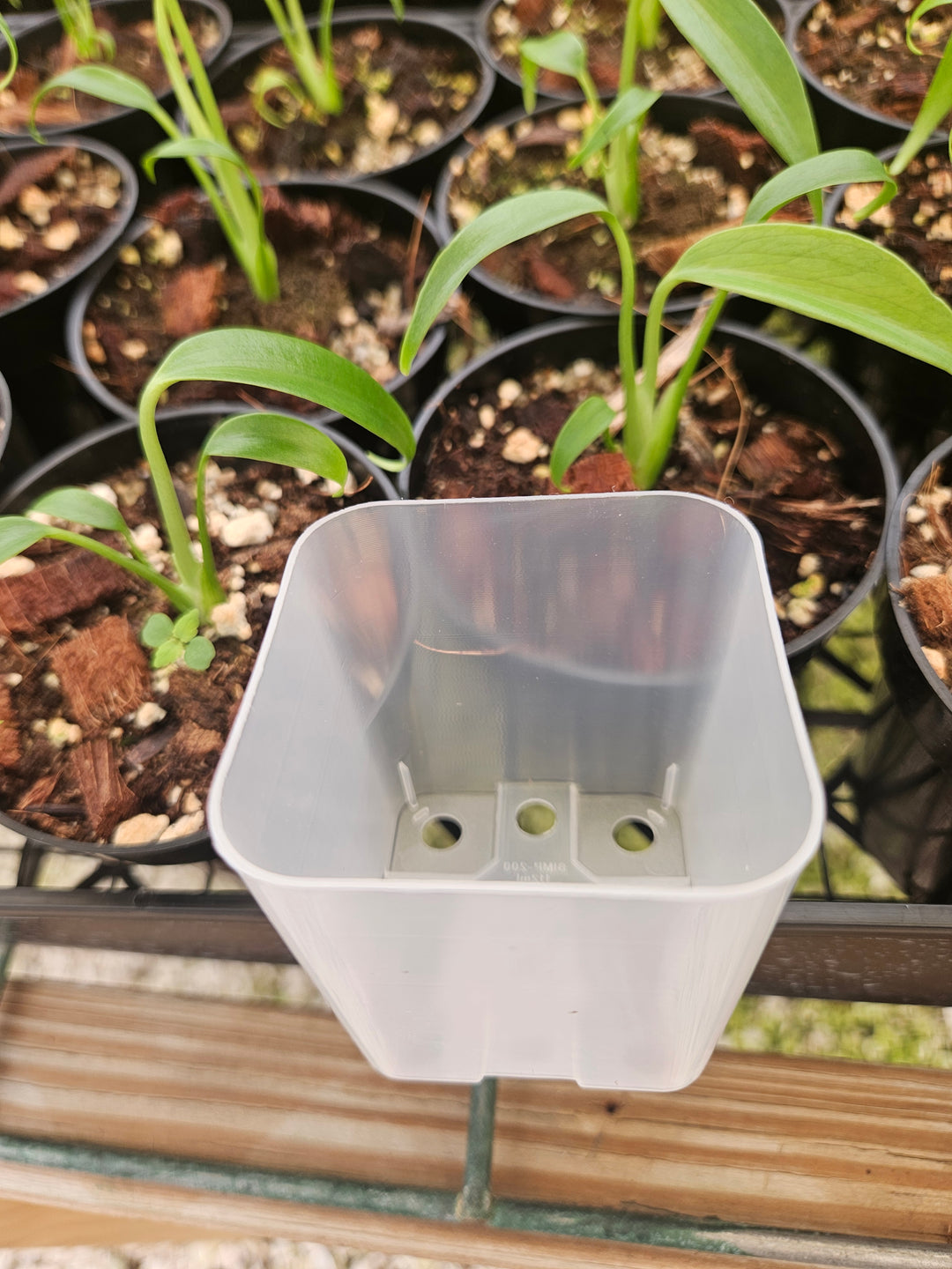 2 Inch Square Clear Pots- 10 pots