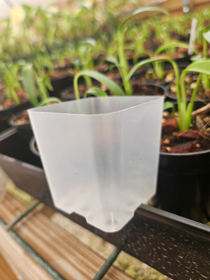 2 Inch Square Clear Pots- 10 pots
