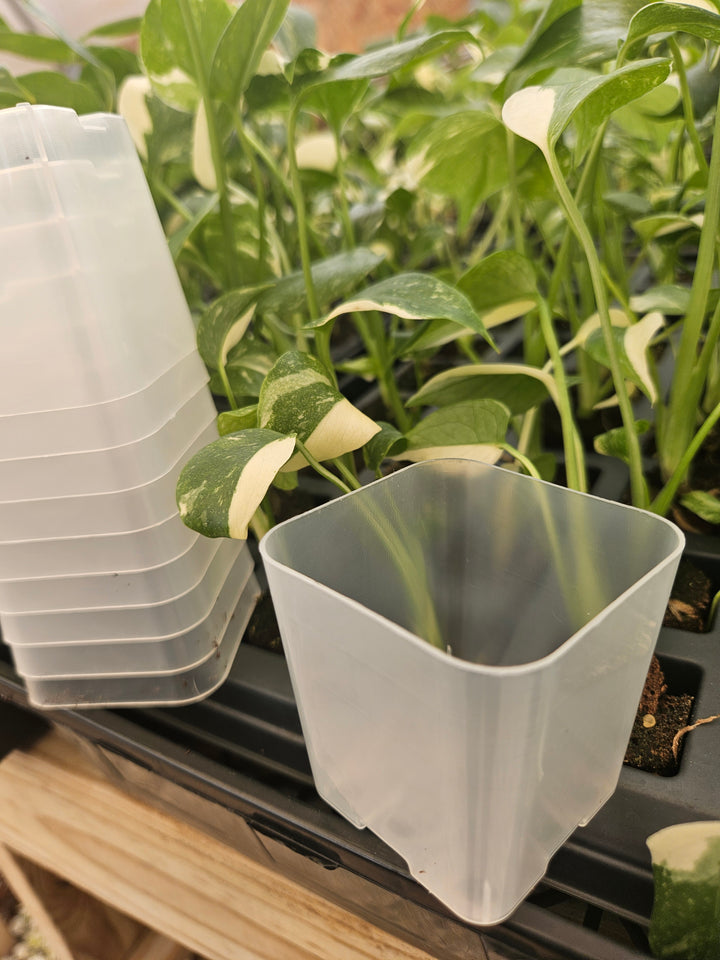 2 Inch Square Clear Pots- 10 pots