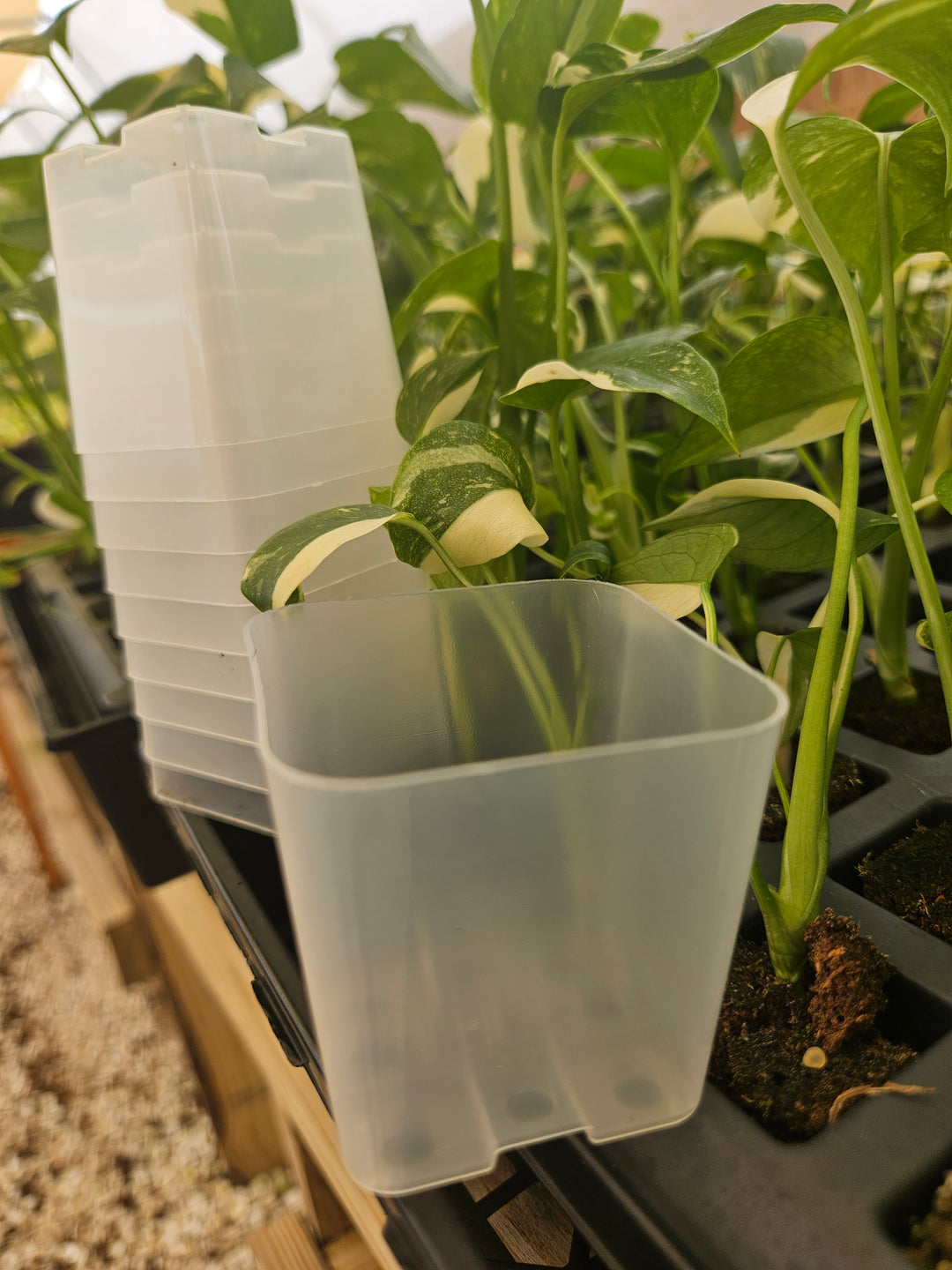 2 Inch Square Clear Pots- 10 pots