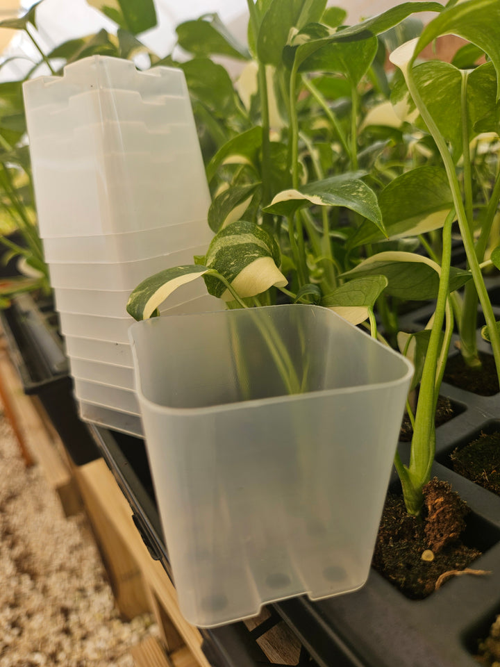 2 Inch Square Clear Pots- 10 pots