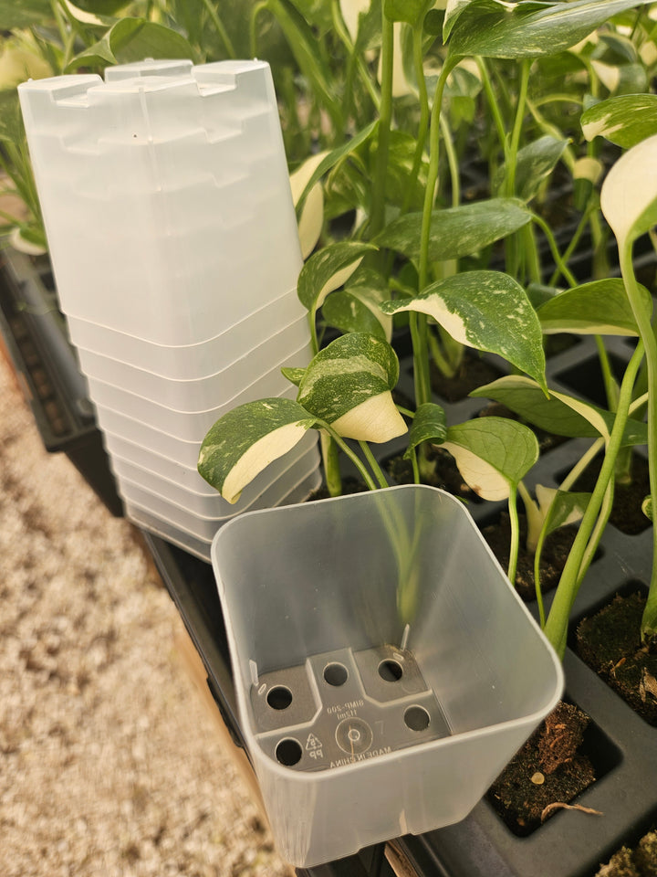 2 Inch Square Clear Pots- 10 pots