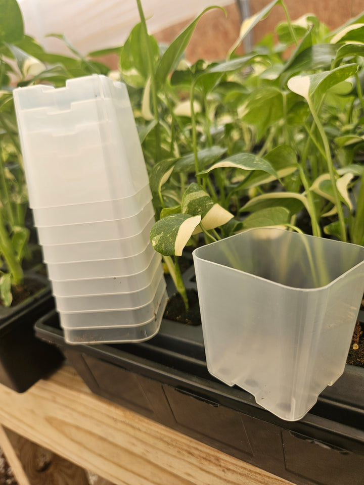 2 Inch Square Clear Pots- 10 pots