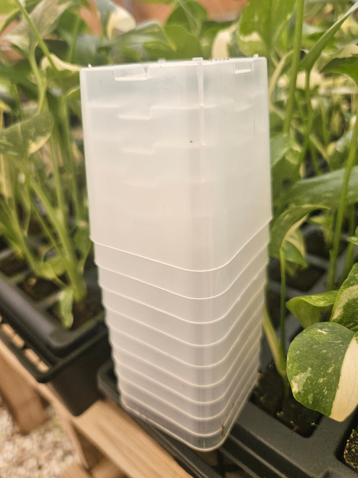 2 Inch Square Clear Pots- 10 pots