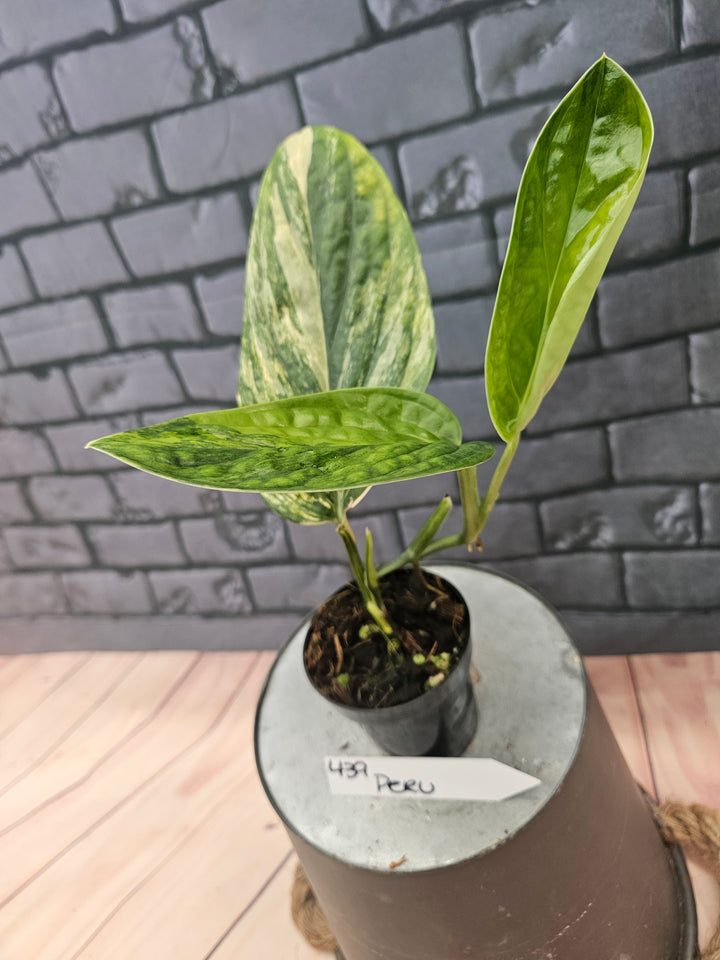 Monstera Variegated Peru (3in)-439