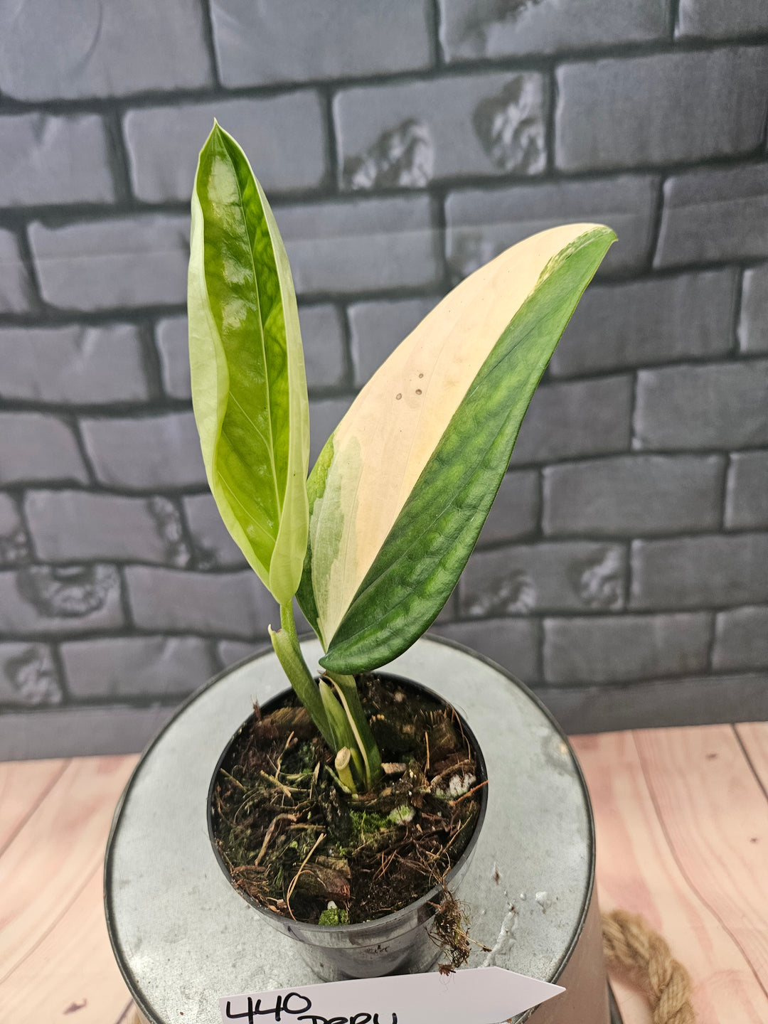 Monstera Variegated Peru (3in)-440