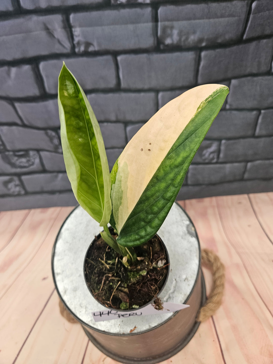 Monstera Variegated Peru (3in)-440
