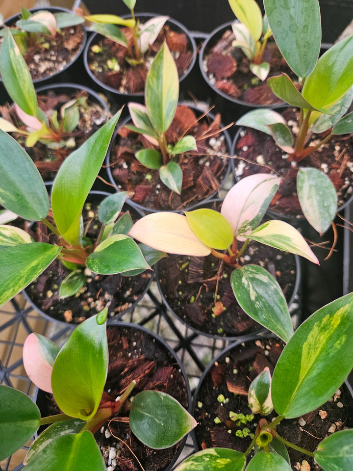 Philodendron Variegated Red Congo (3in)-Grower's Choice