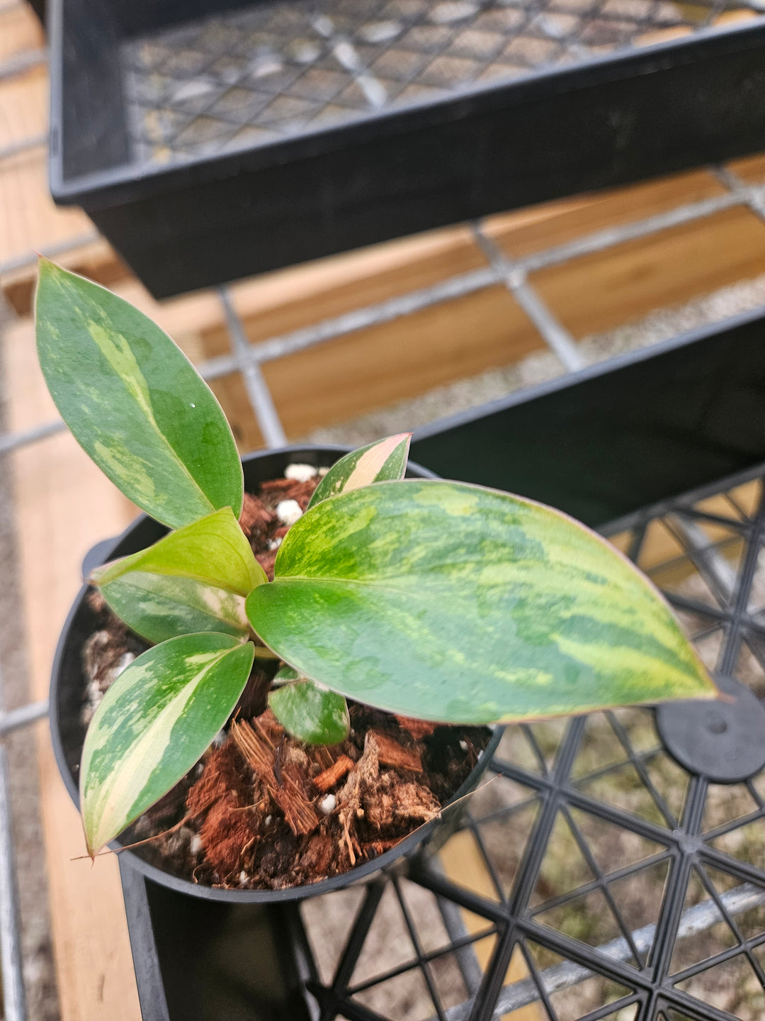 Philodendron Variegated Red Congo (3in)-Grower's Choice