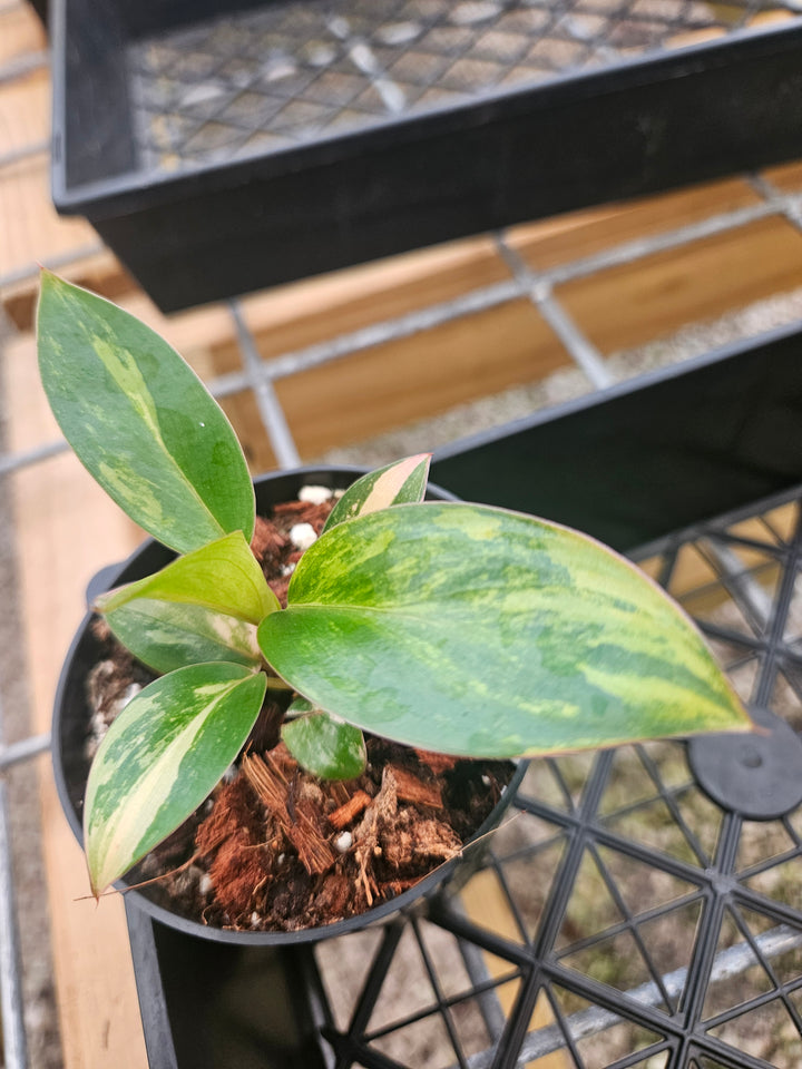 Philodendron Variegated Red Congo (3in)-Grower's Choice