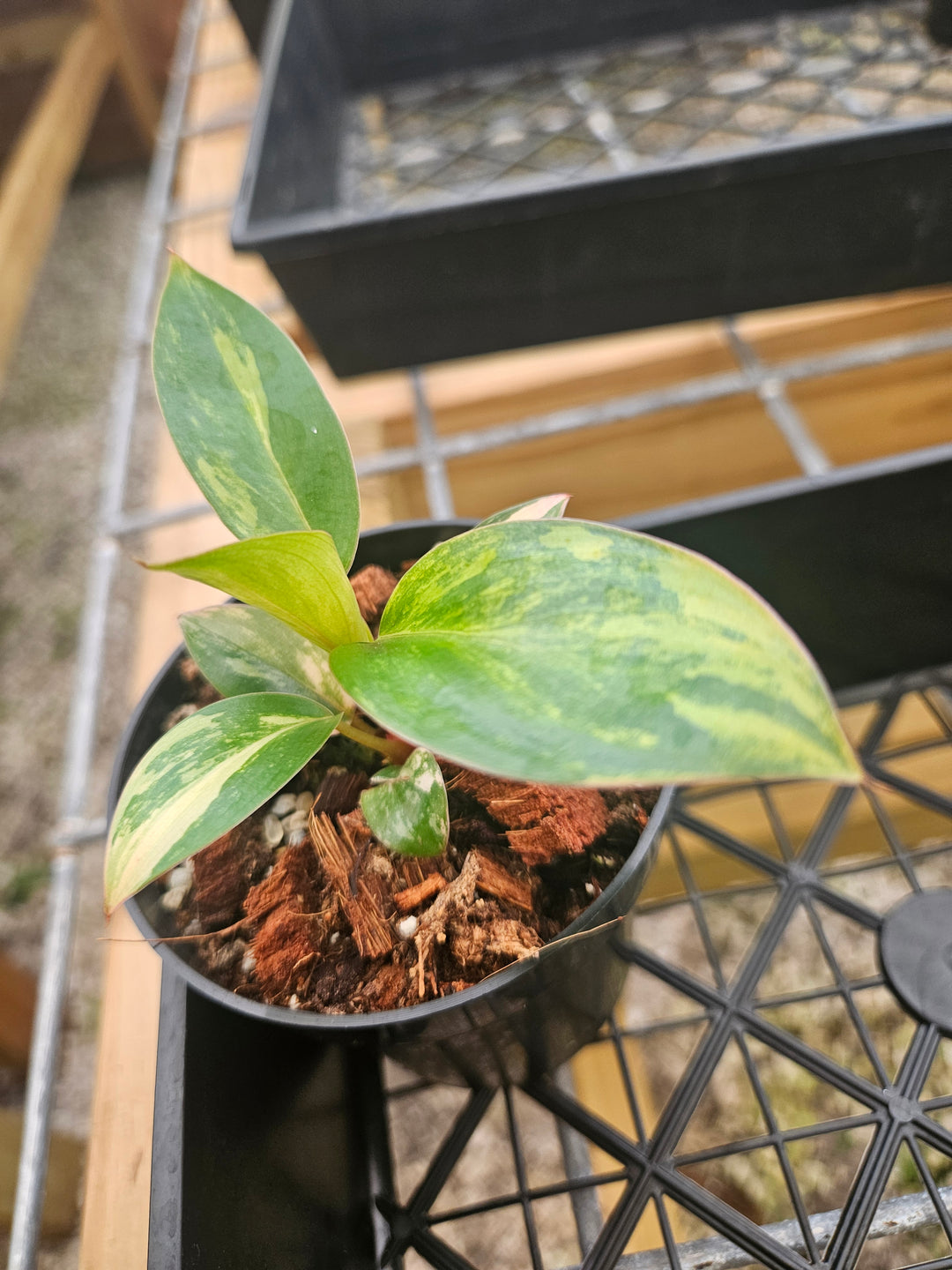 Philodendron Variegated Red Congo (3in)-Grower's Choice