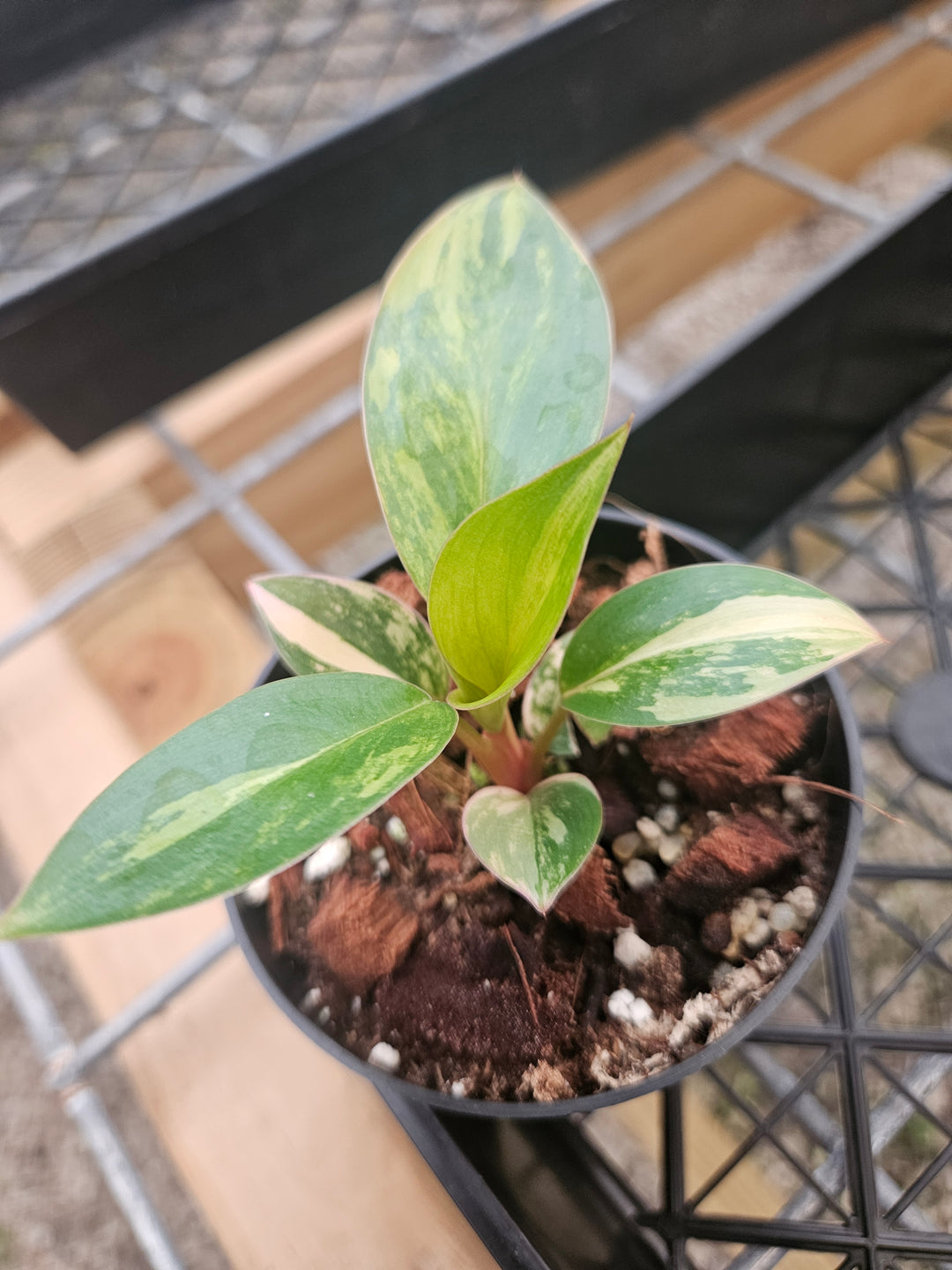 Philodendron Variegated Red Congo (3in)-Grower's Choice