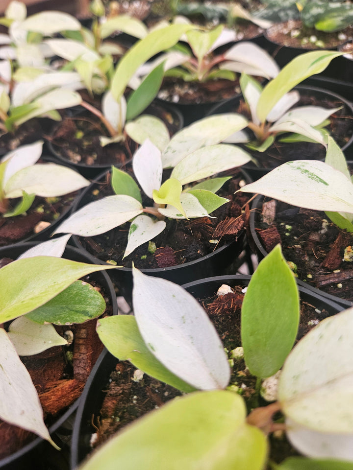 Philodendron Snowdrift (3in)-Grower's Choice