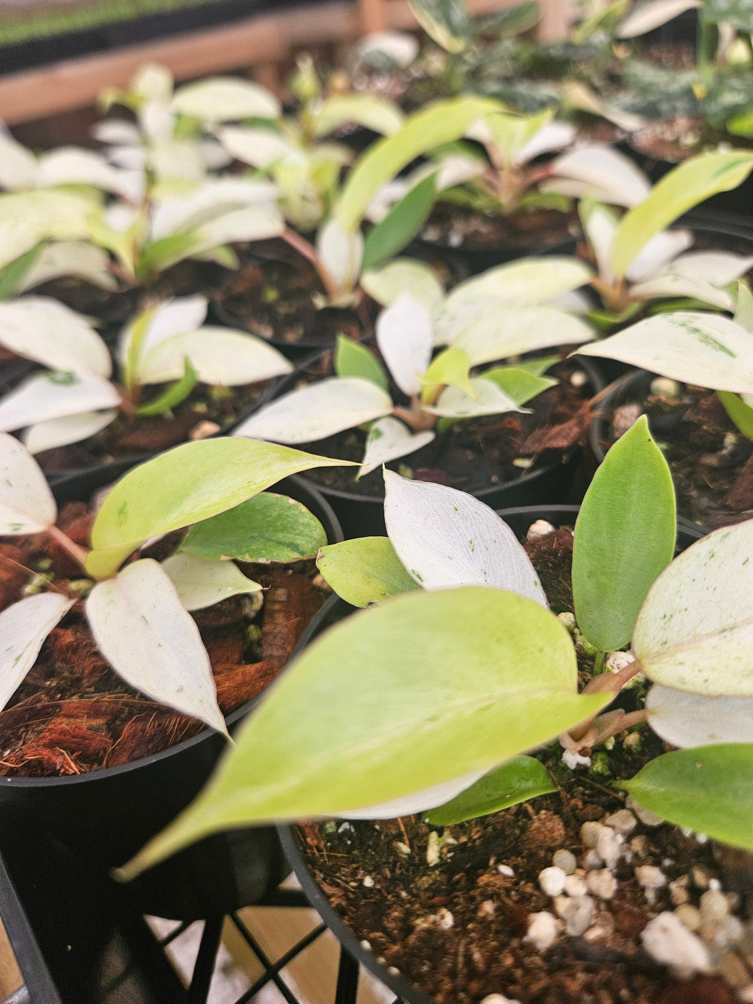 Philodendron Snowdrift (3in)-Grower's Choice