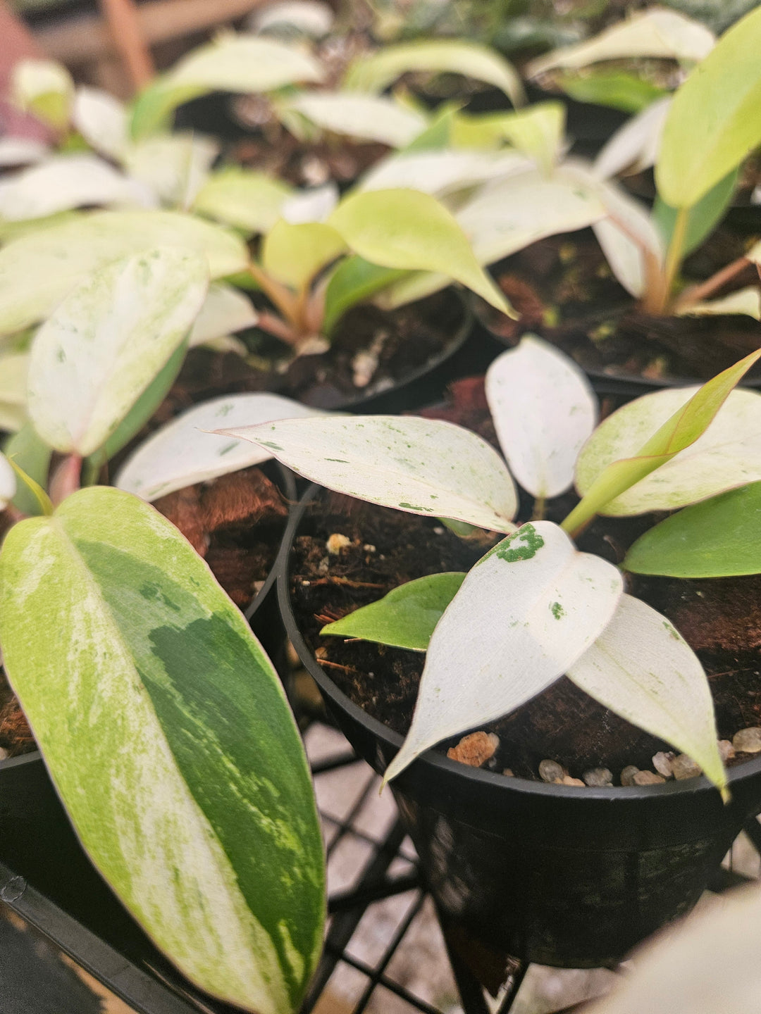 Philodendron Snowdrift (3in)-Grower's Choice