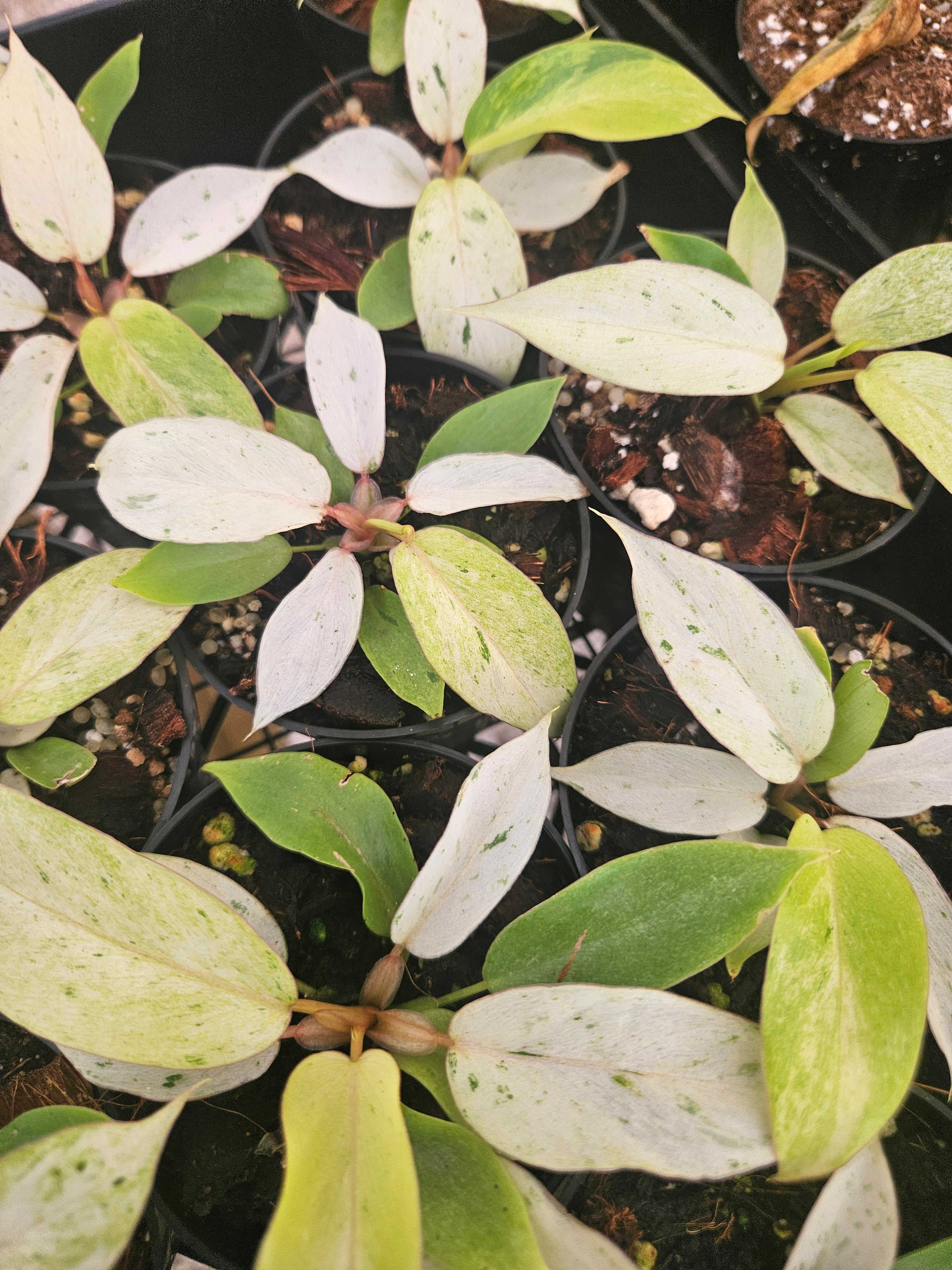 Orange Lake Nursery Philodendron Snowdrift