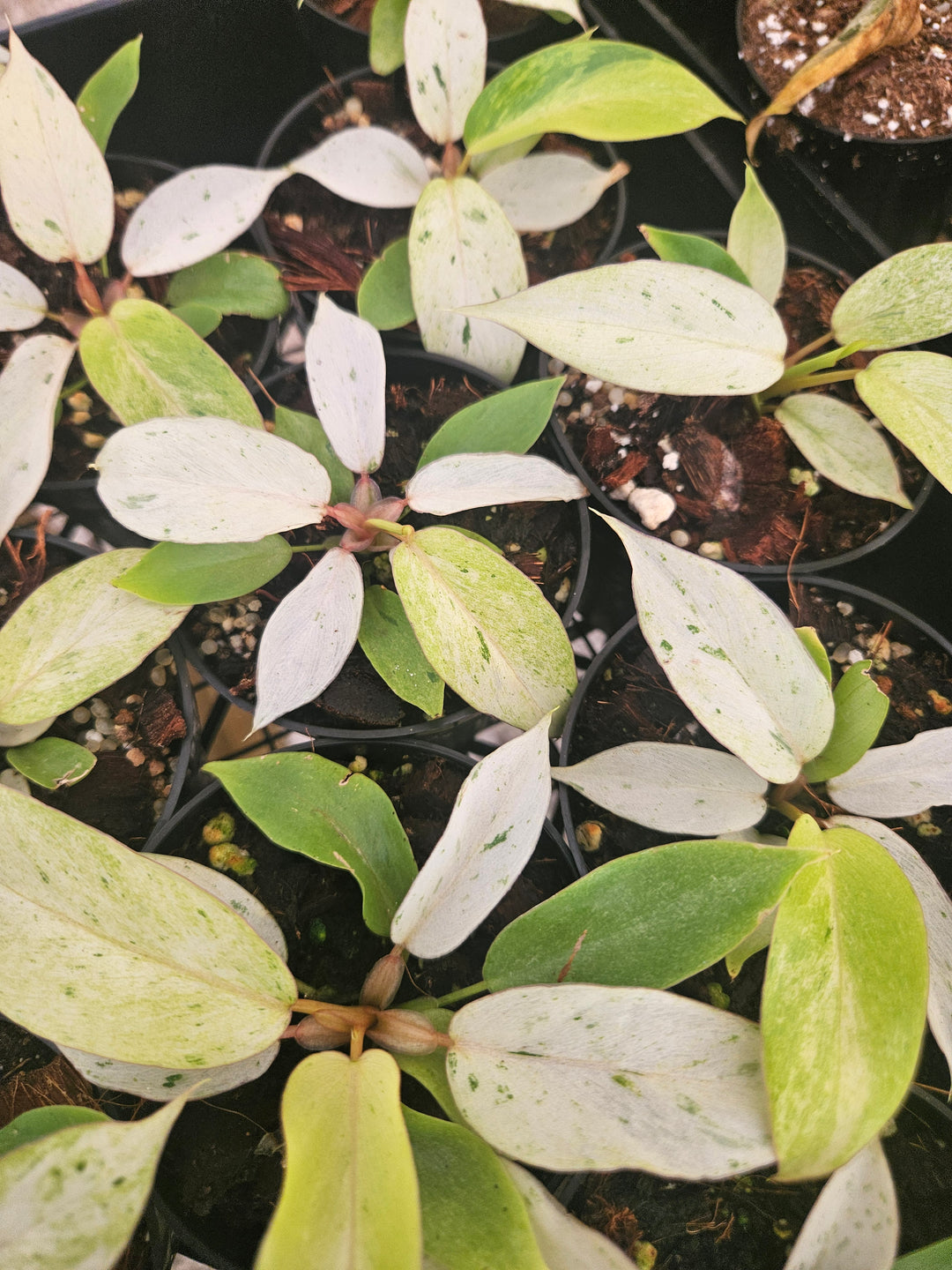 Philodendron Snowdrift (3in)-Grower's Choice