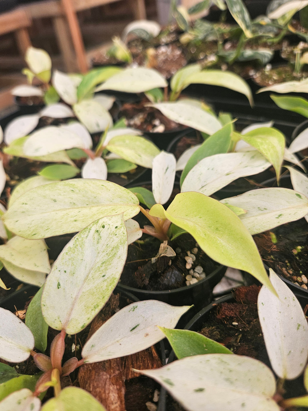 Philodendron Snowdrift (3in)-Grower's Choice