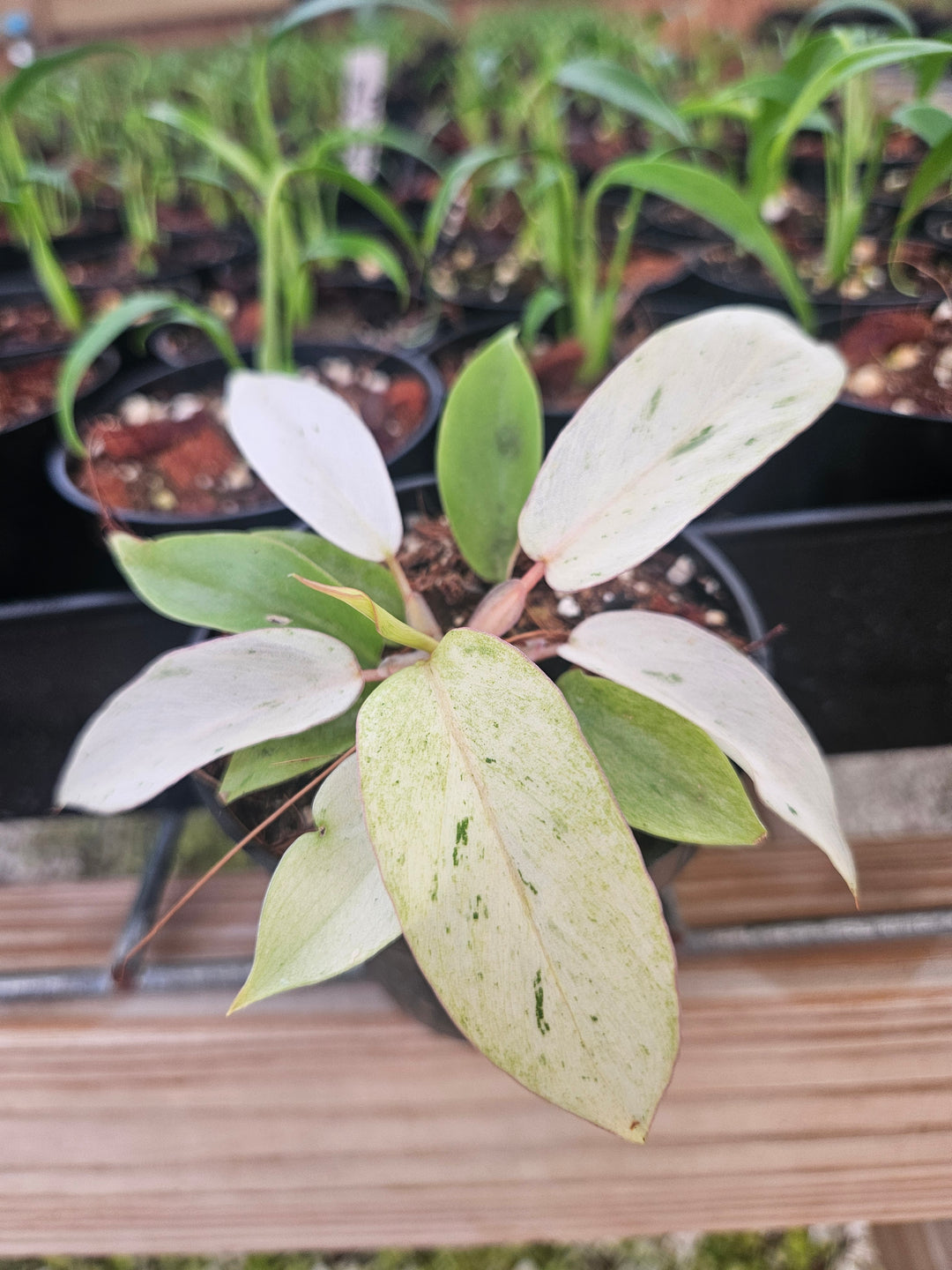 Philodendron Snowdrift (3in)-Grower's Choice