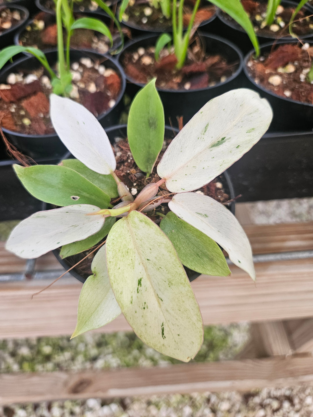 Philodendron Snowdrift (3in)-Grower's Choice