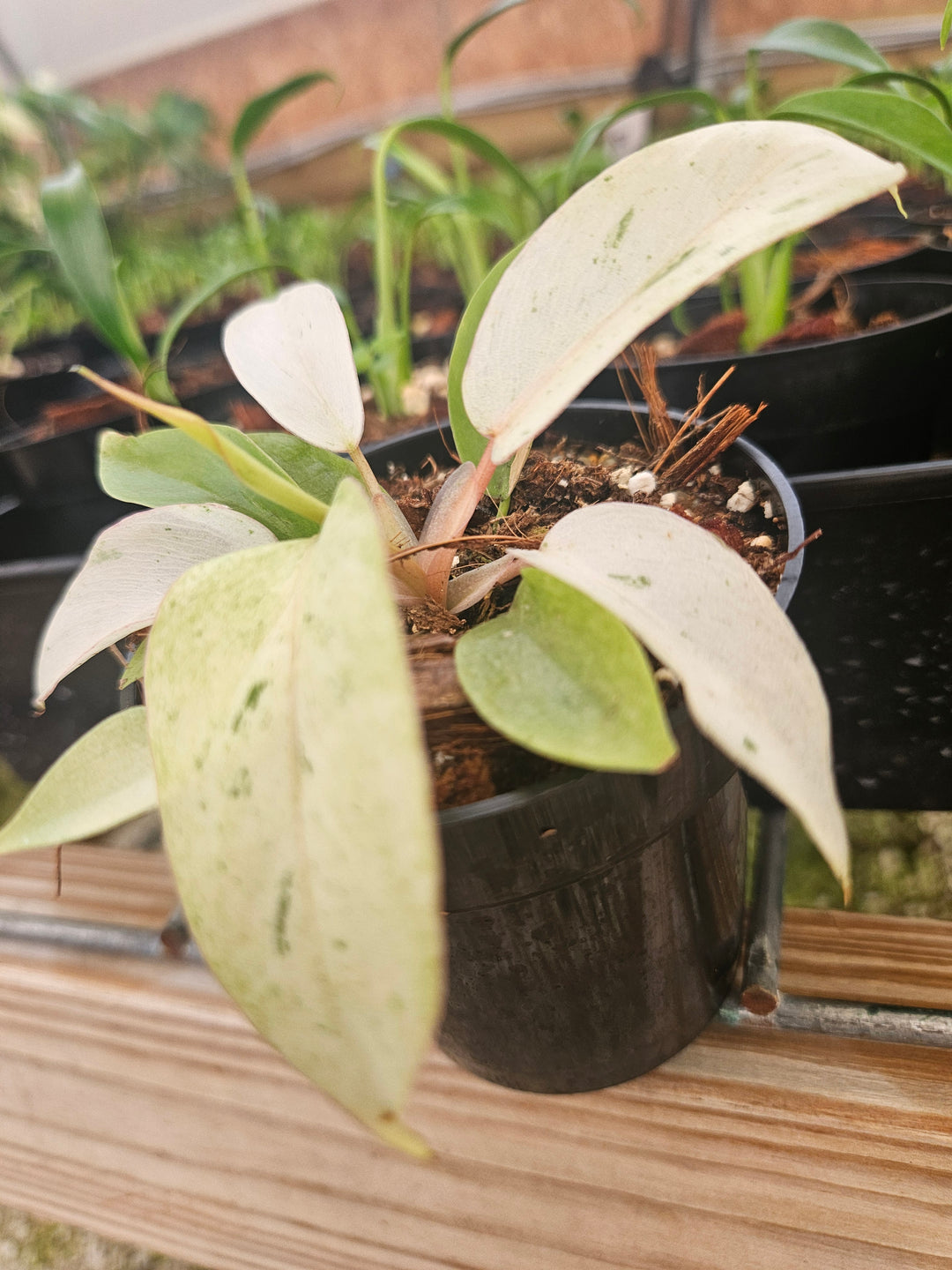 Philodendron Snowdrift (3in)-Grower's Choice