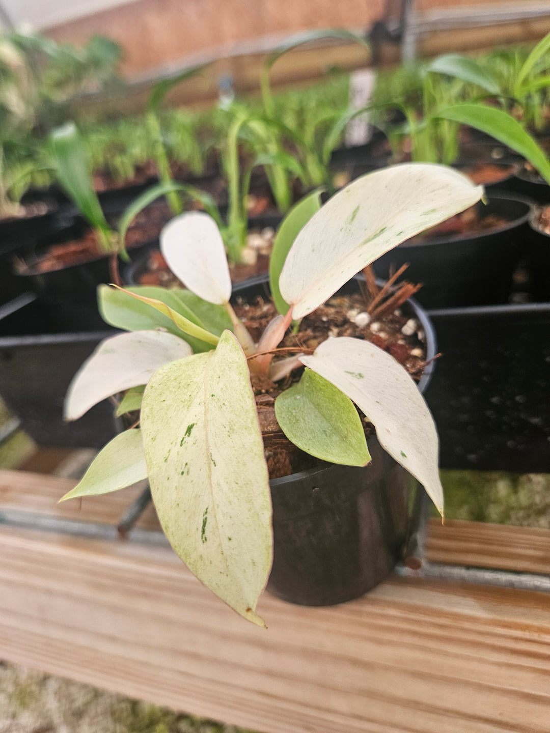 Philodendron Snowdrift (3in)-Grower's Choice