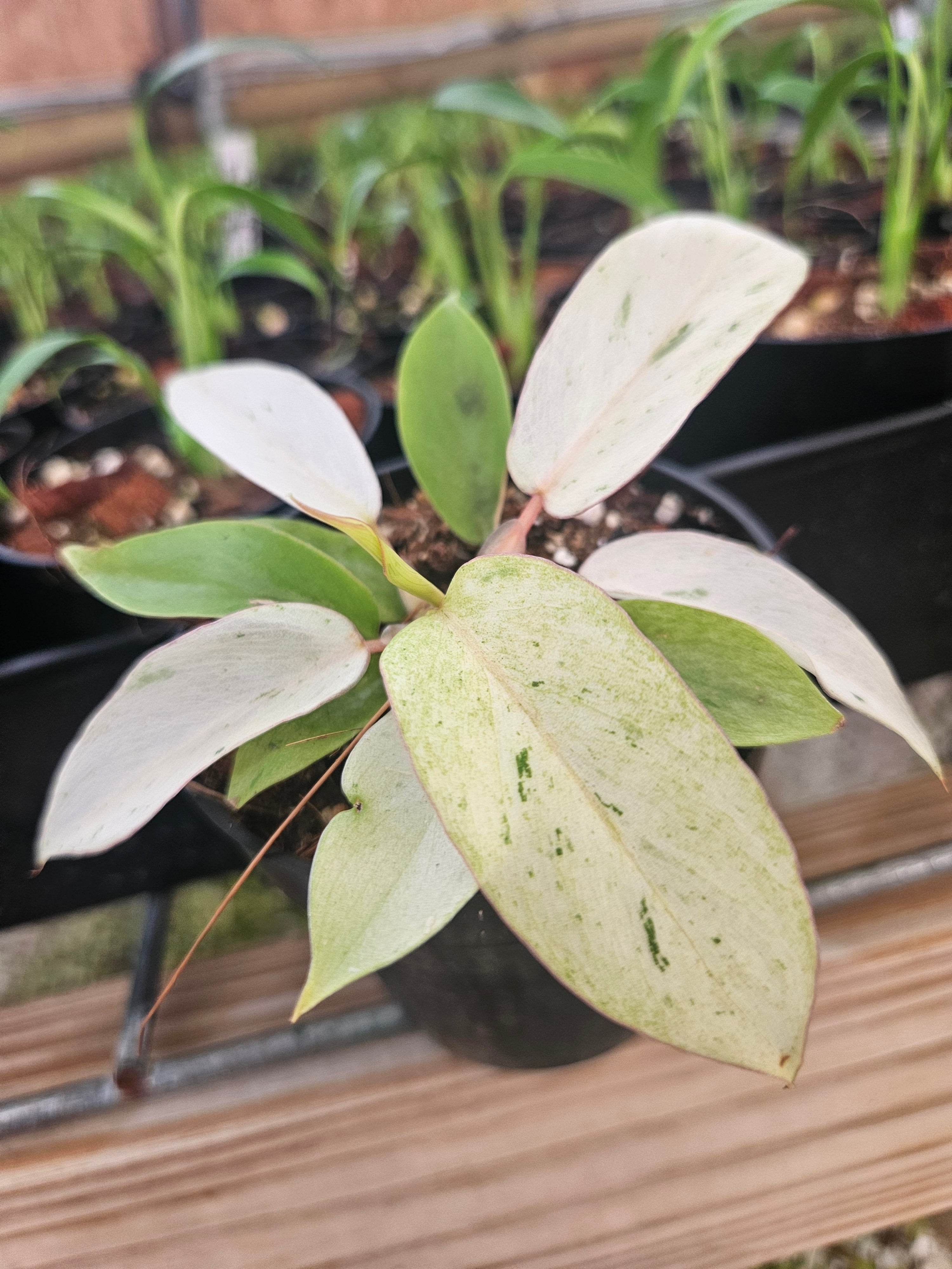 Orange Lake Nursery Philodendron Snowdrift - Thumbnail 4