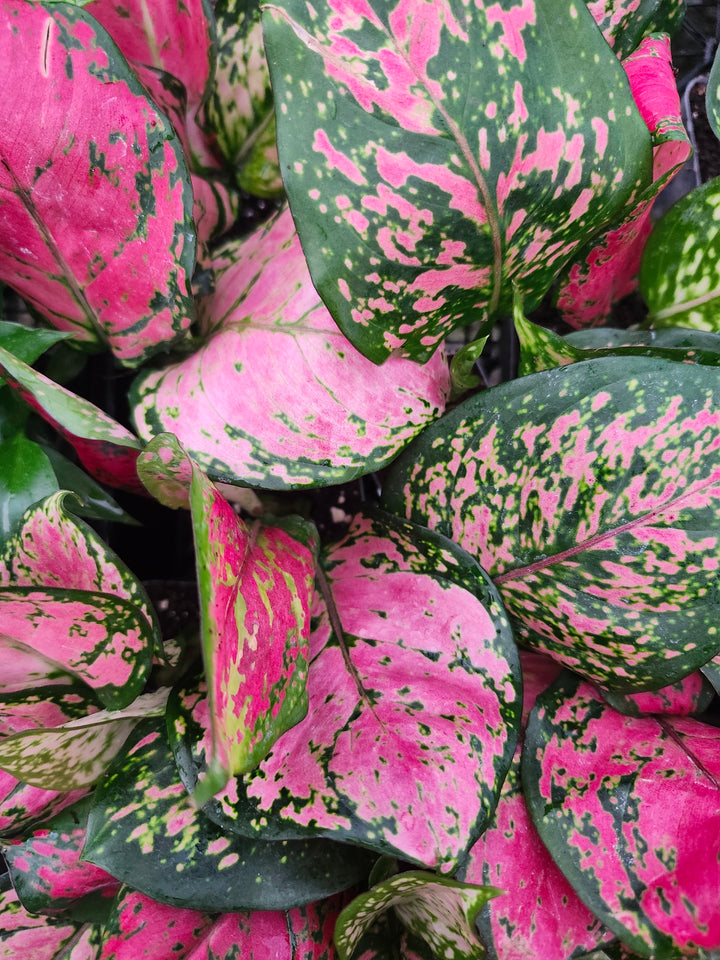Aglaonema Lady Valentine