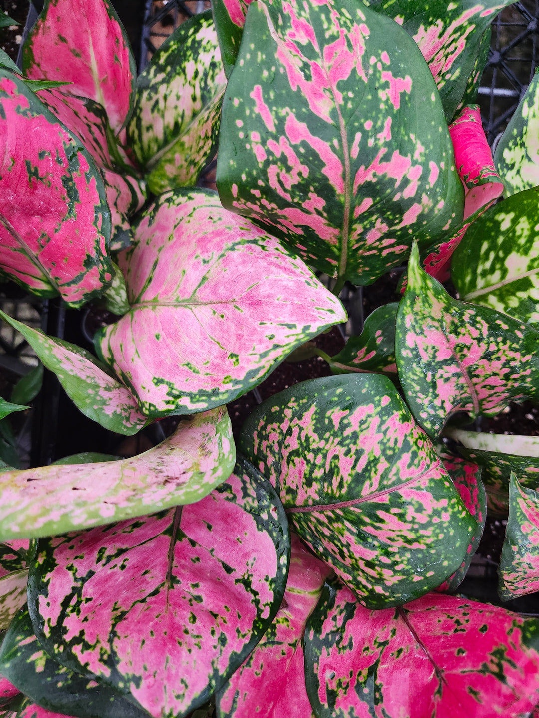 Aglaonema Lady Valentine