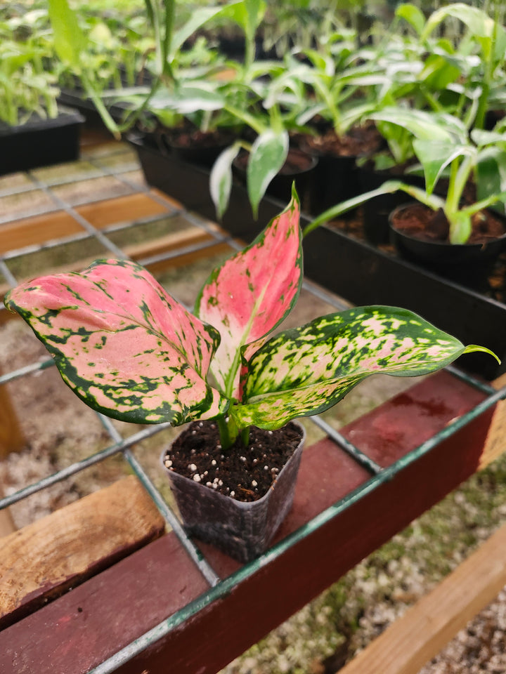 Aglaonema Lady Valentine