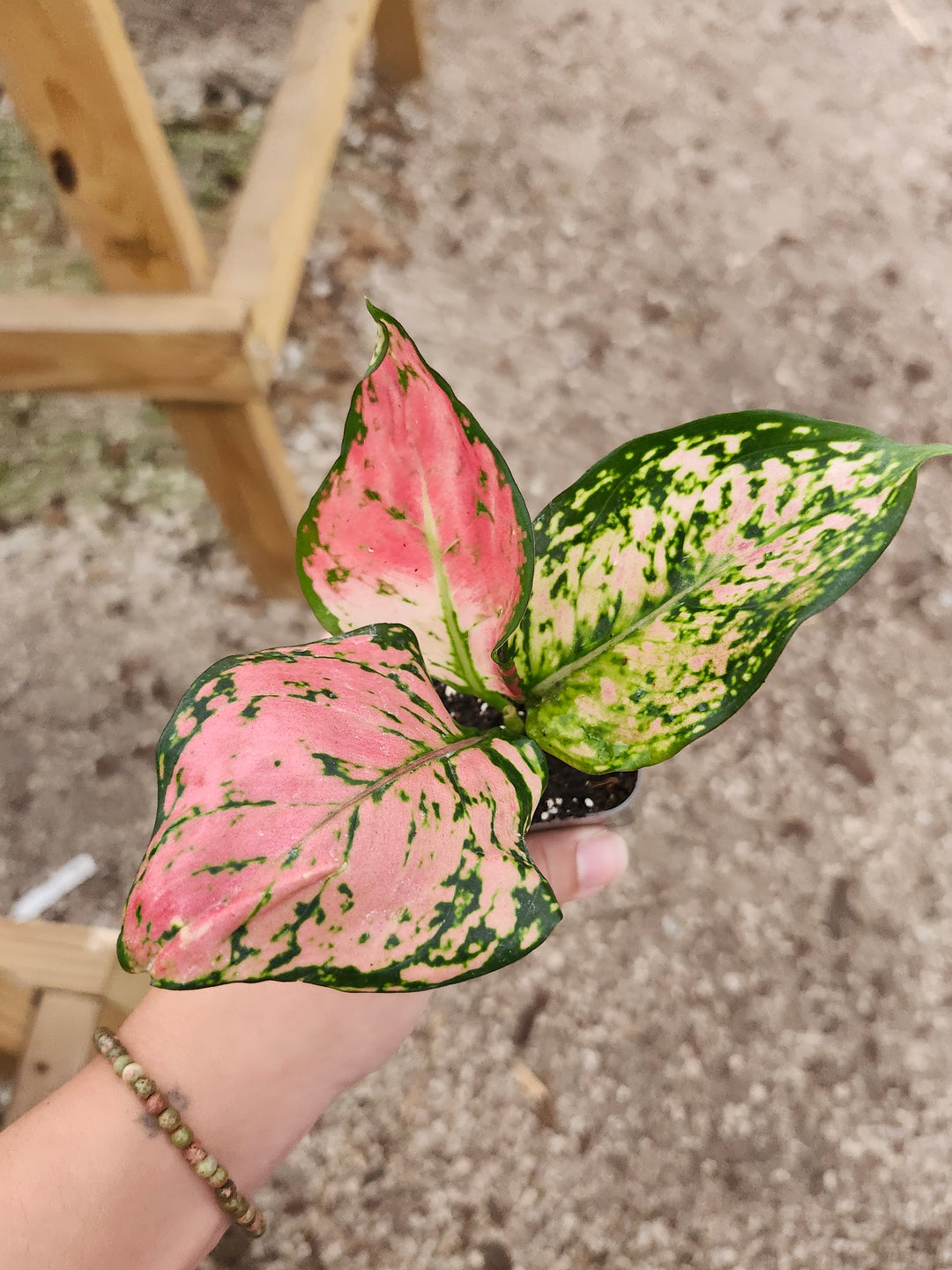 Aglaonema Lady Valentine