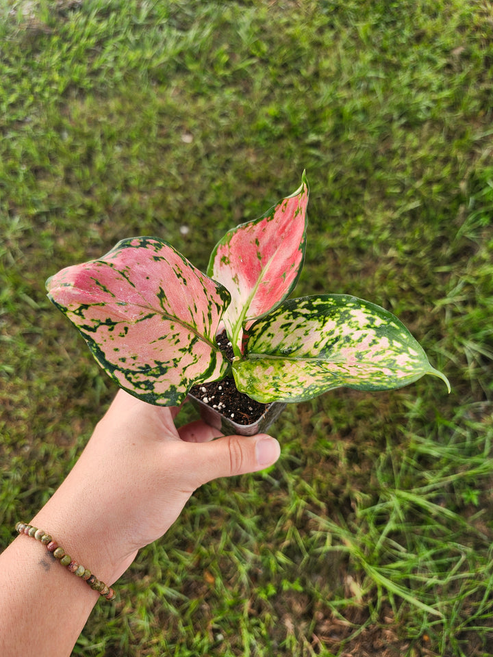 Aglaonema Lady Valentine