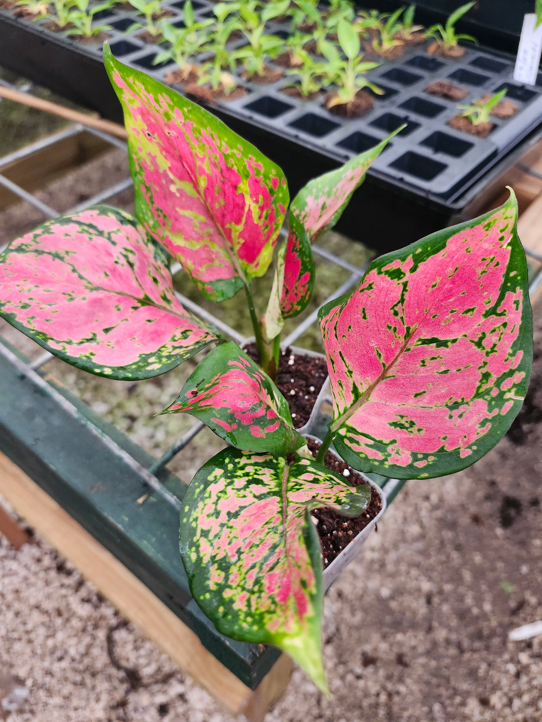 Aglaonema Lady Valentine