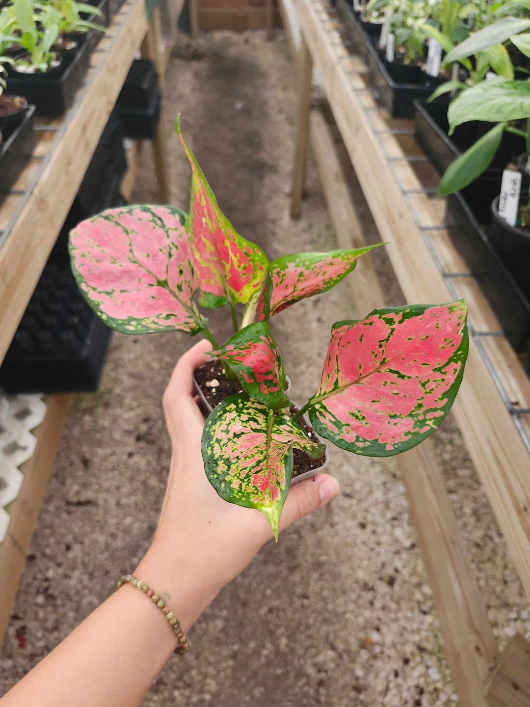 Aglaonema Lady Valentine